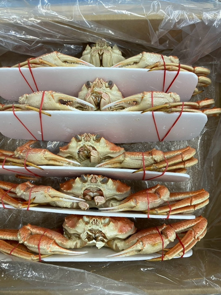 【東京本社】ボイルオオズワイ姿　3kg5尾